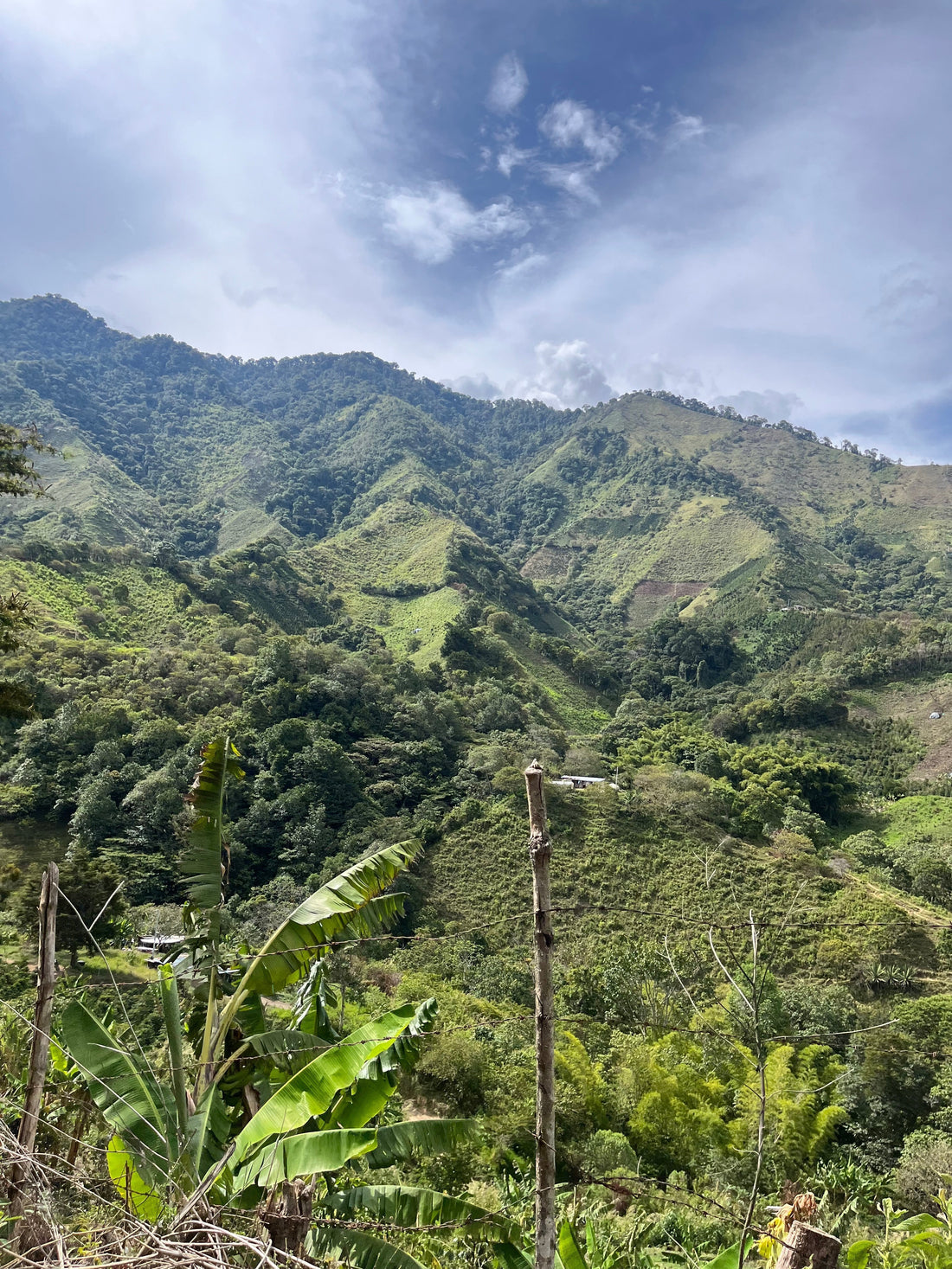 Unveiling the Mystique of Velvet Whisper Coffee from IndigoFire