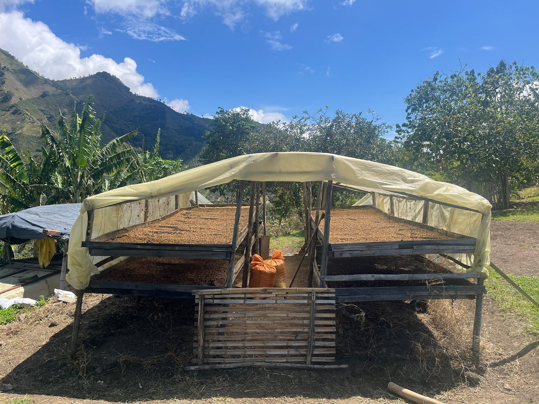 Natural, Washed & Honey! Coffee Processes